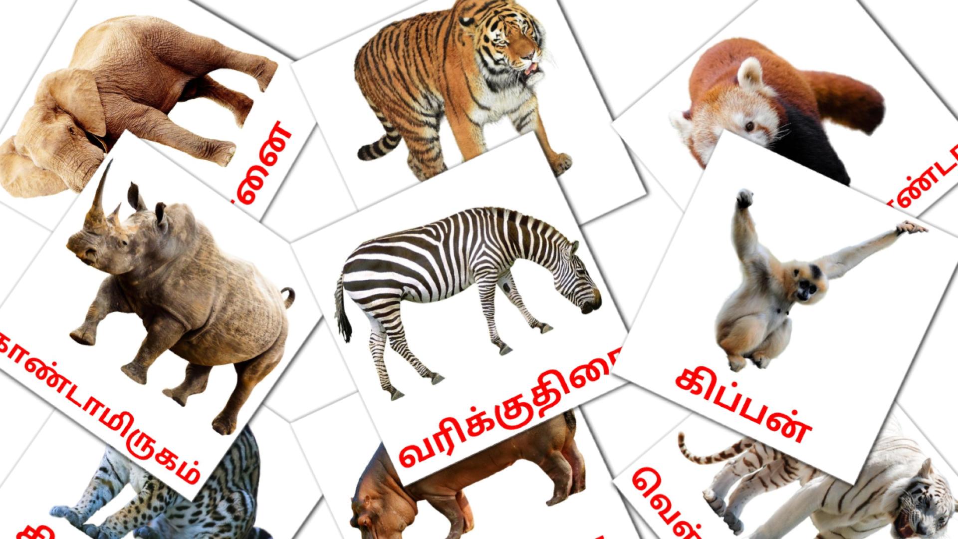 1300+ FREE Tamil Vocabulary Flashcards in 4 Printable formats