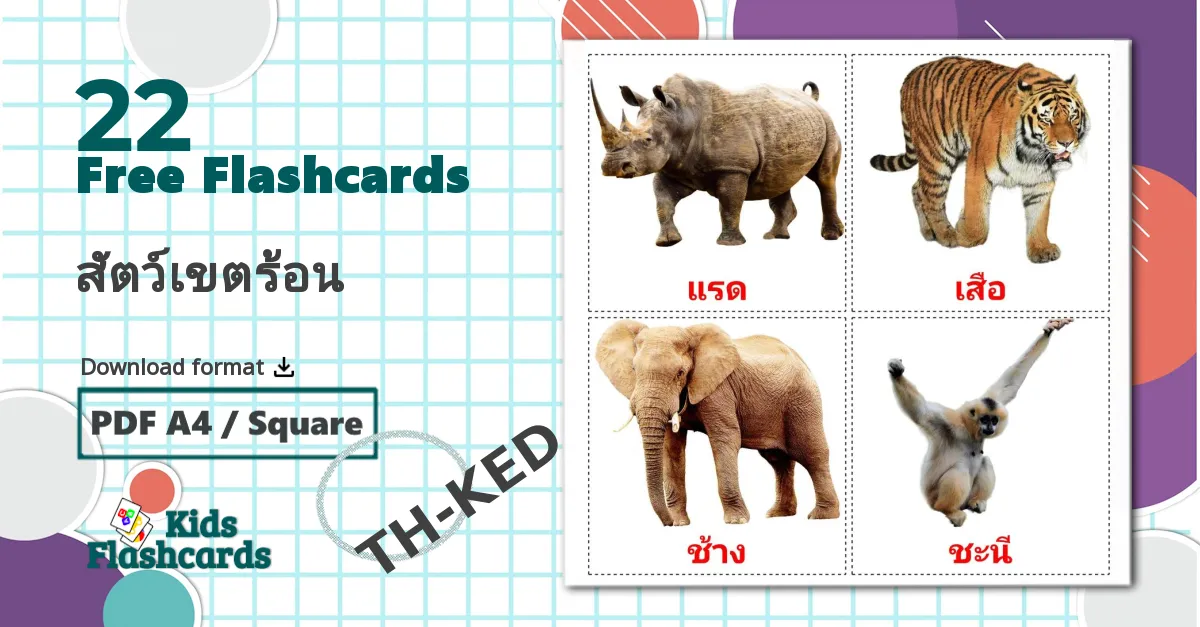 22 สัตว์เขตร้อน flashcards