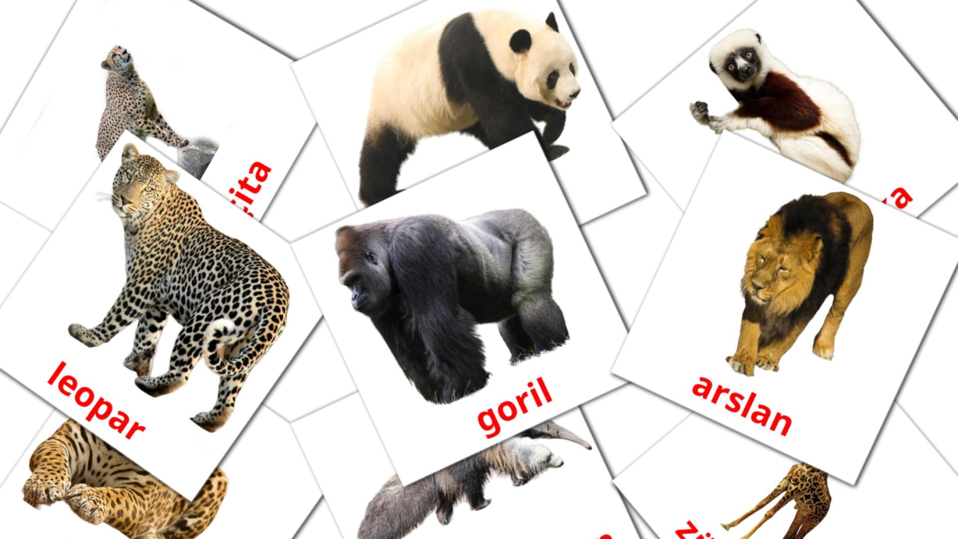 Afrika Hayvanlar flashcards