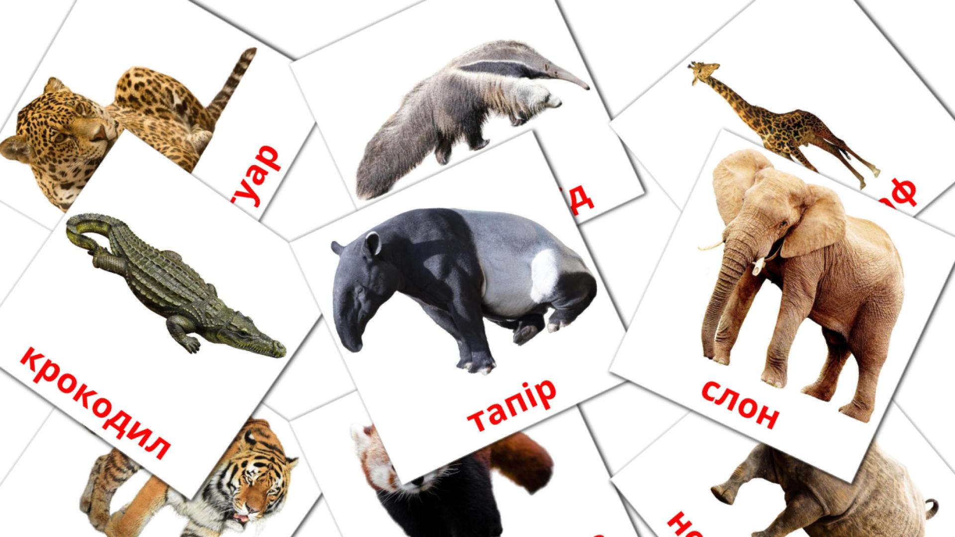 Bildkarten für Тварини Африки 
