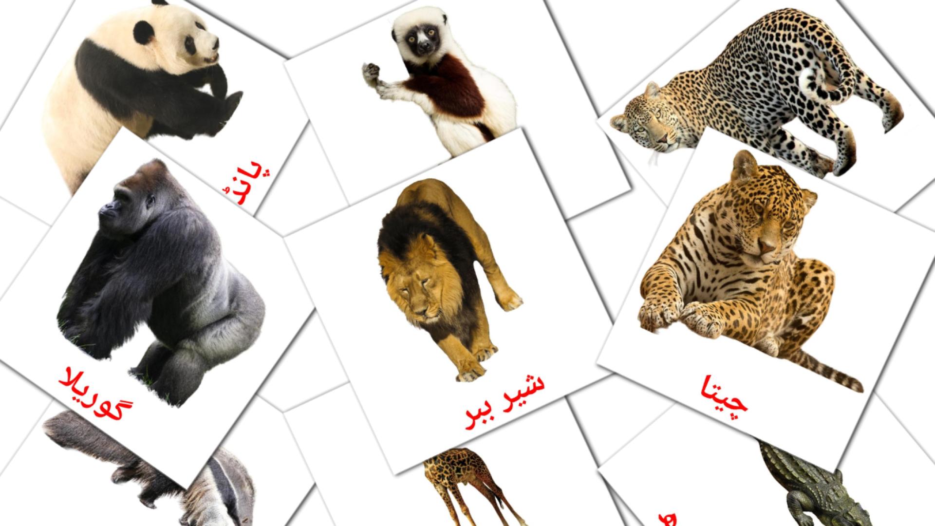 Bildkarten für جنگل کا جانور