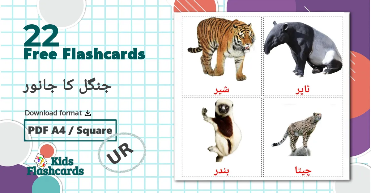 22 جنگل کا جانور flashcards