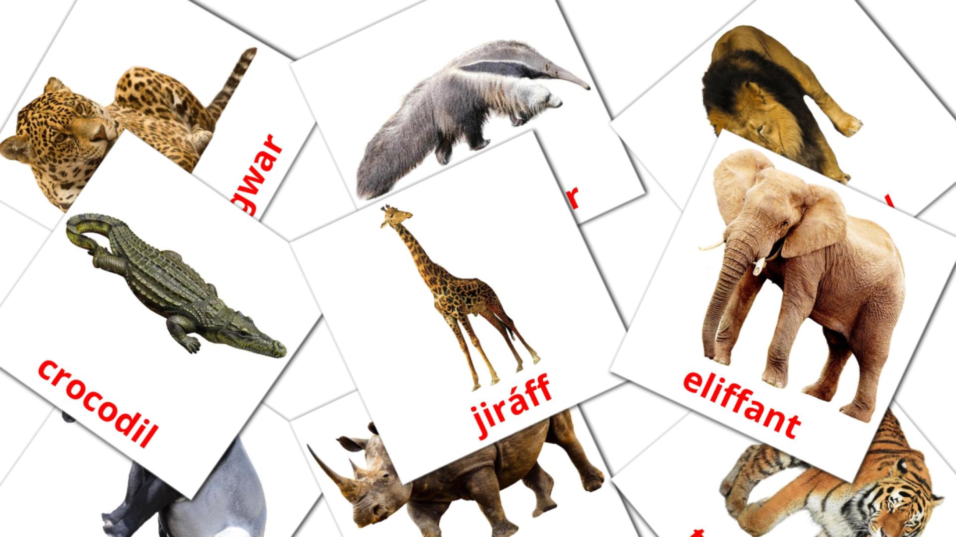 21 tarjetas didacticas de  jyngl anifail
