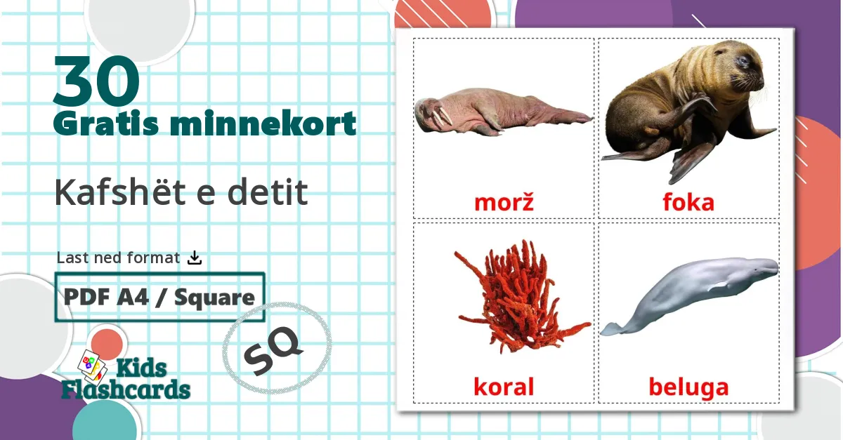 Sea animals - Ordforrådskort for albansk