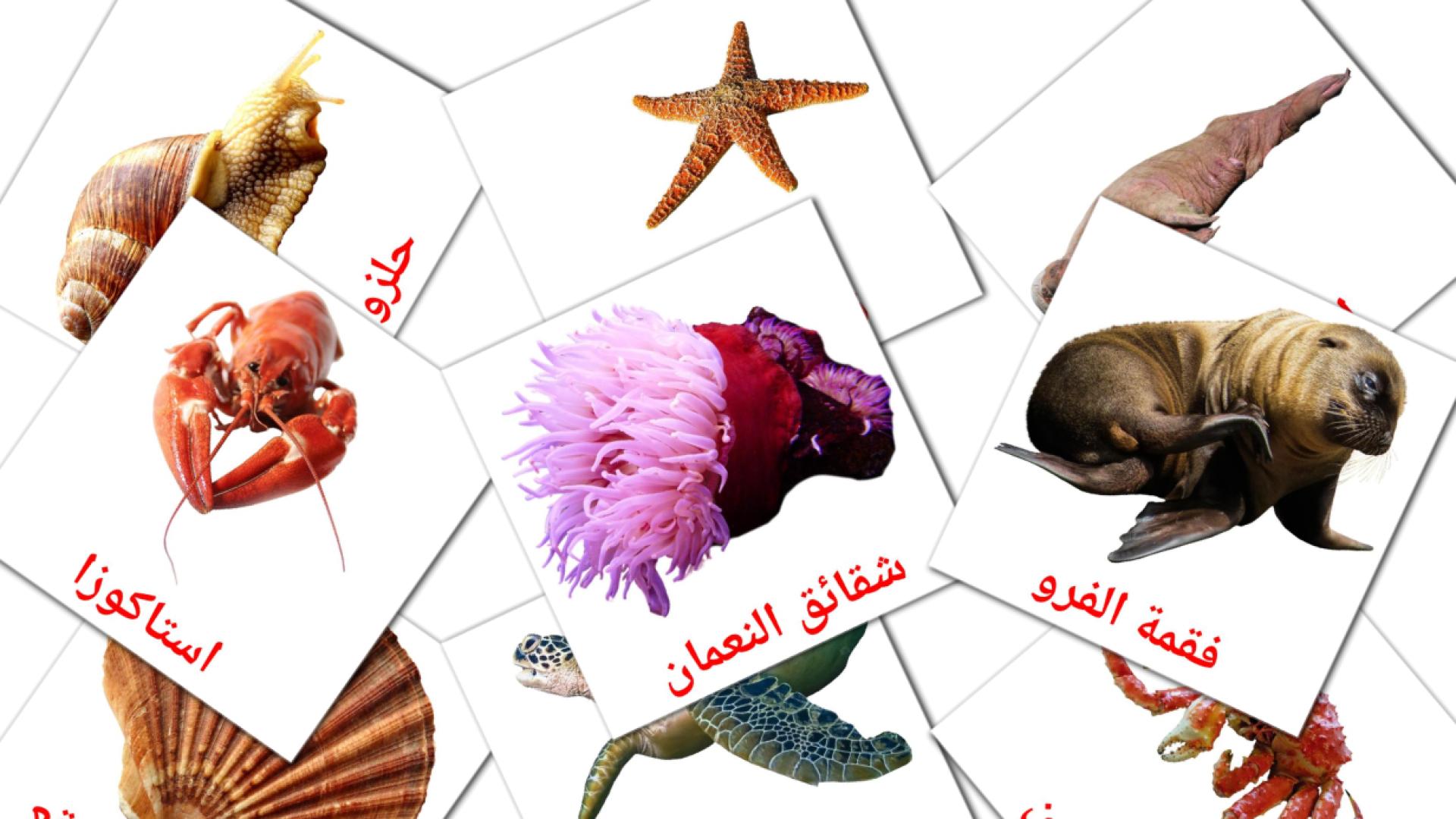 29 tarjetas didacticas de حيوانات البحر