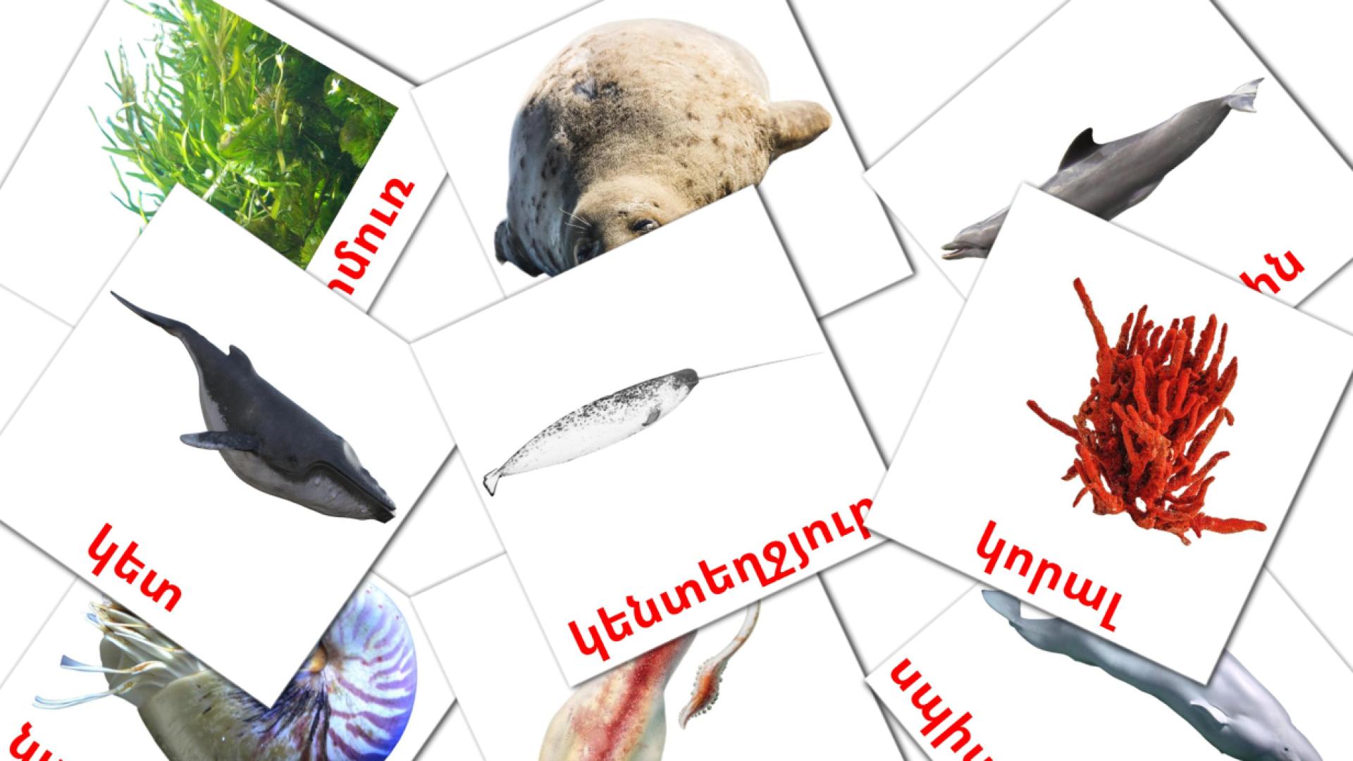 Sea animals - armenian vocabulary cards