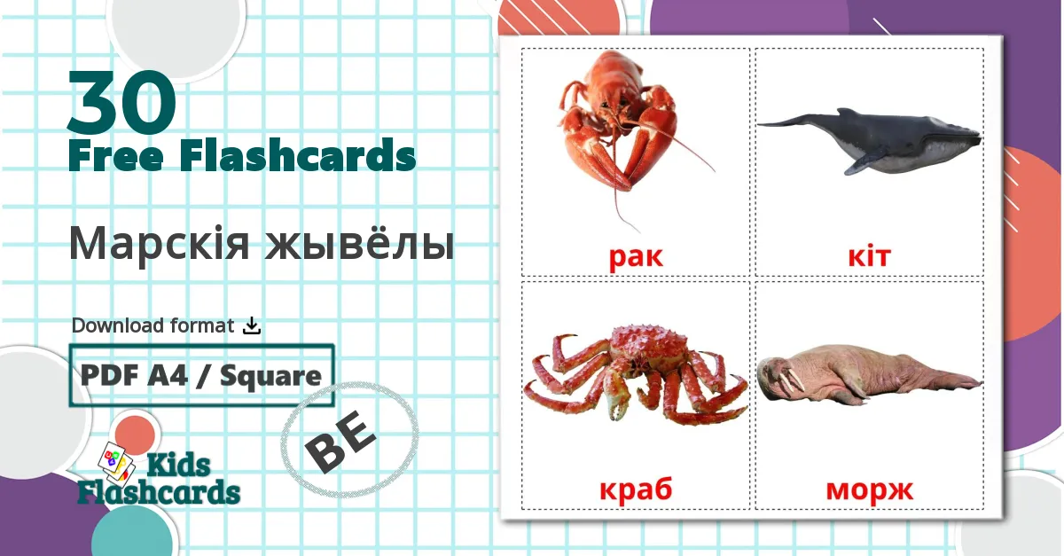 30 Марскія жывёлы flashcards