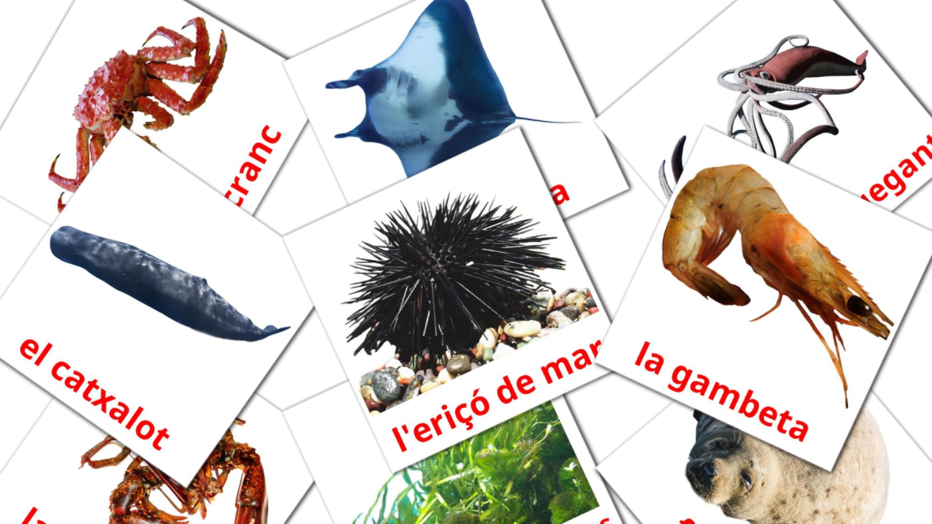 29 Animals marins flashcards