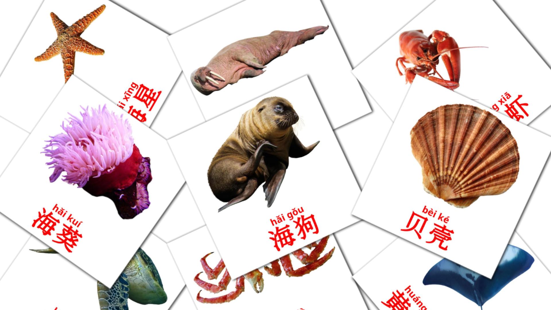 flashcards 海洋动物