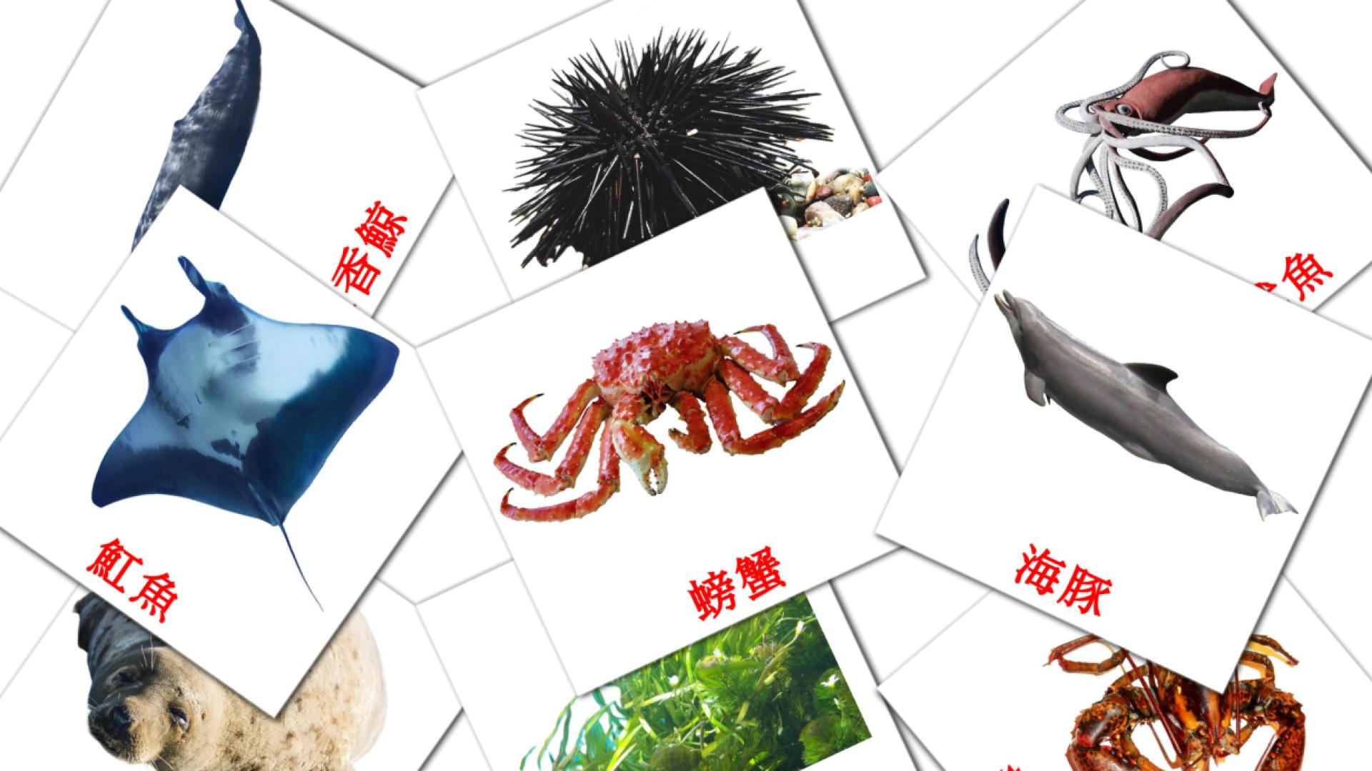 29 tarjetas didacticas de 海洋動物