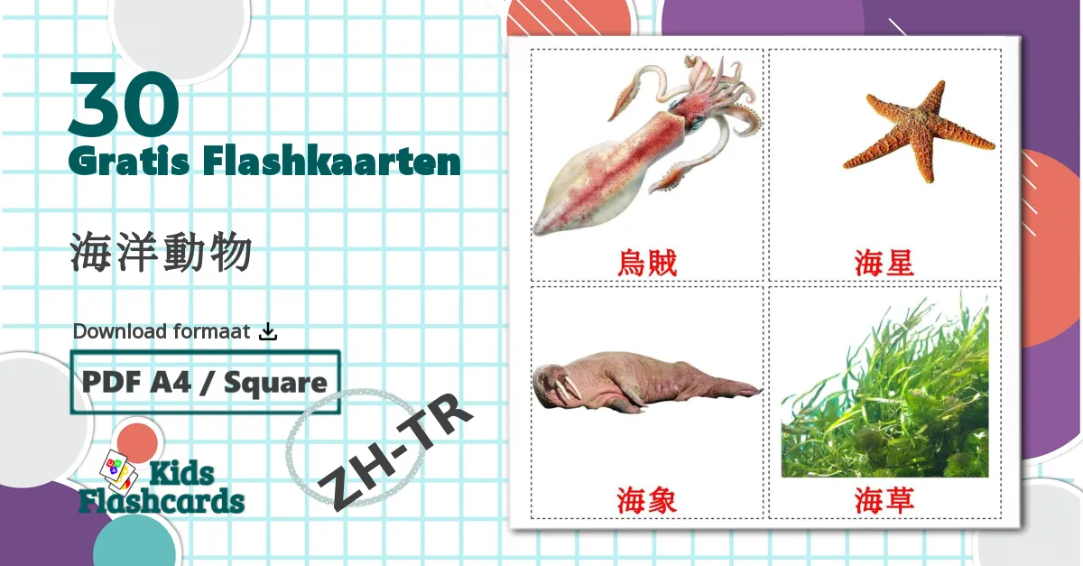 30 海洋動物 flashcards