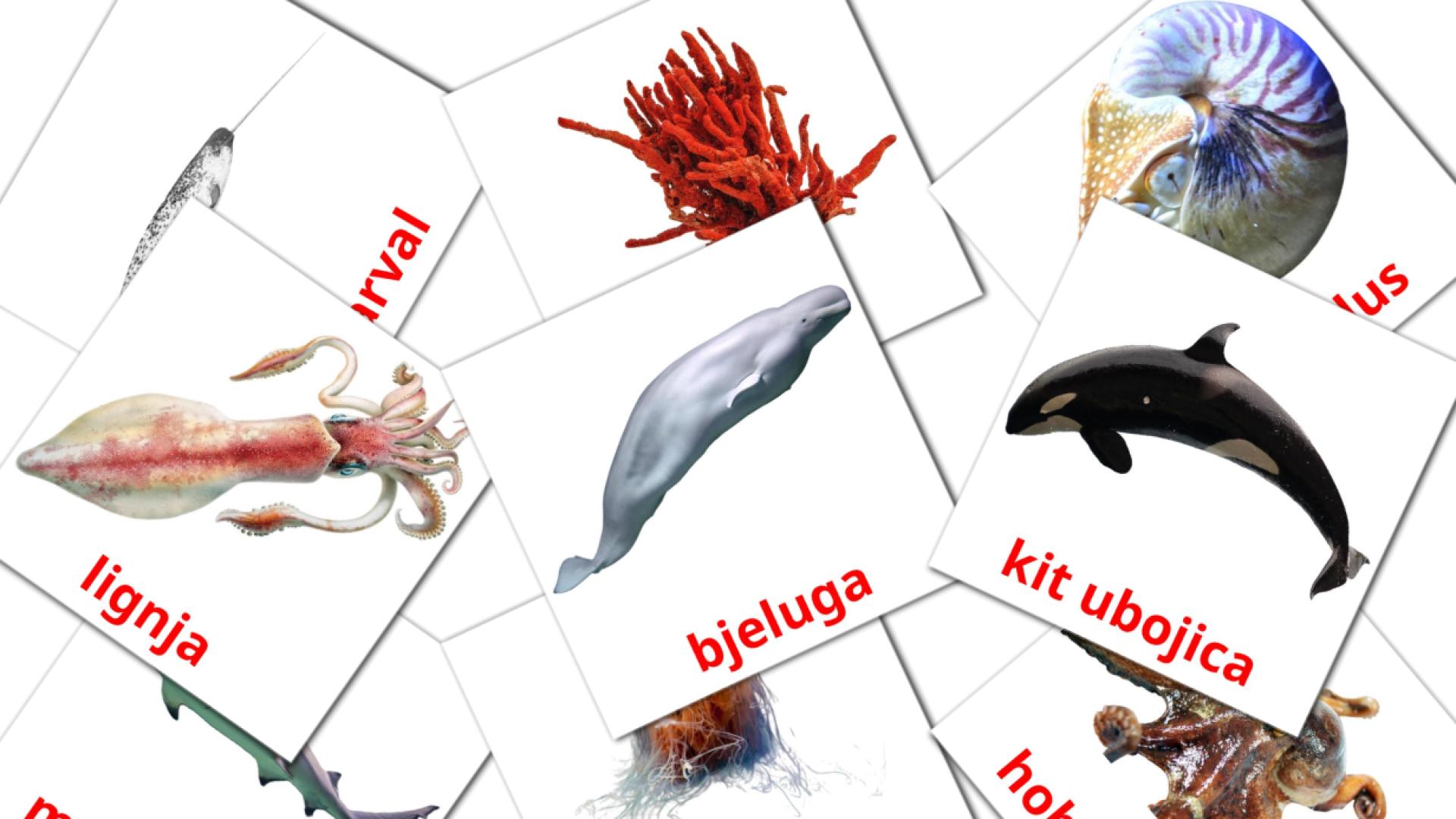Bildkarten für Morske životinje 