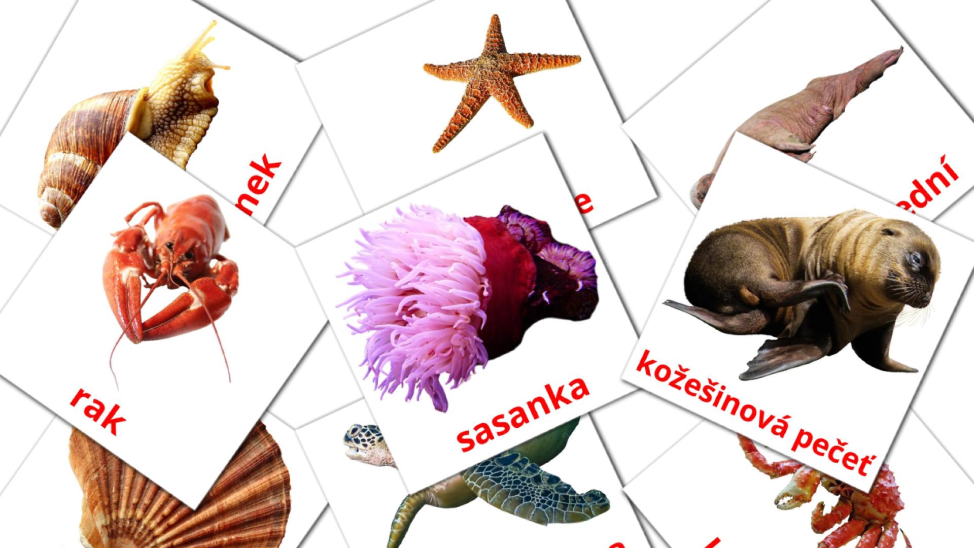 flashcards di Mořské živočichy