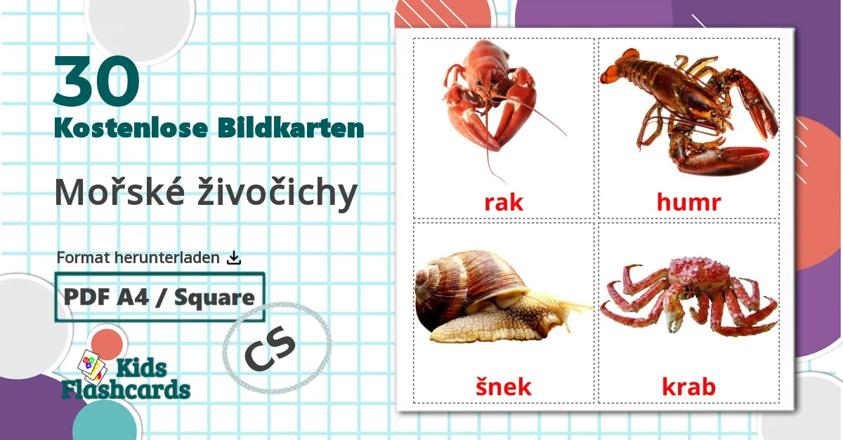 30 Bildkarten für Mořské živočichy