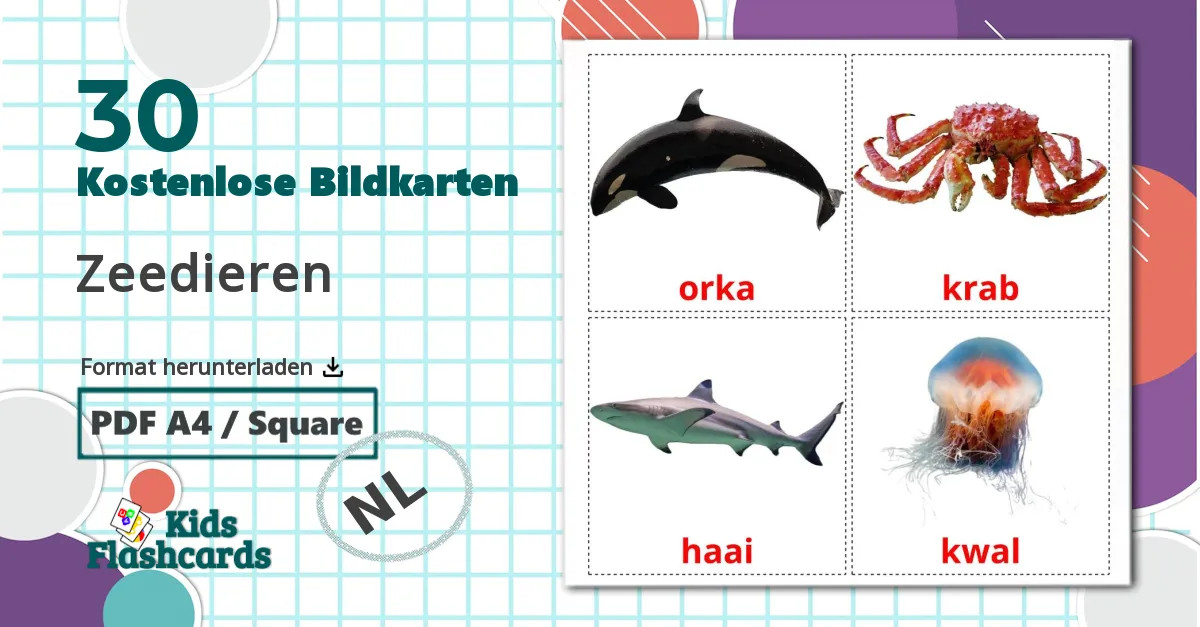 30 Bildkarten für Zeedieren