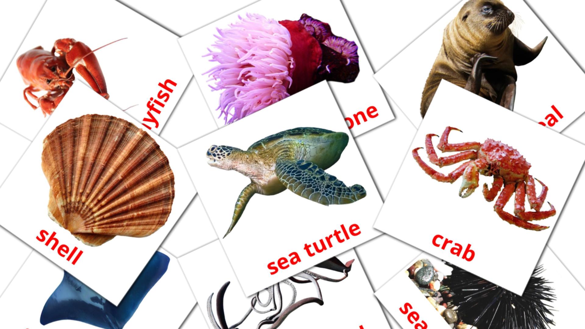 29 Flashcards de Sea animals