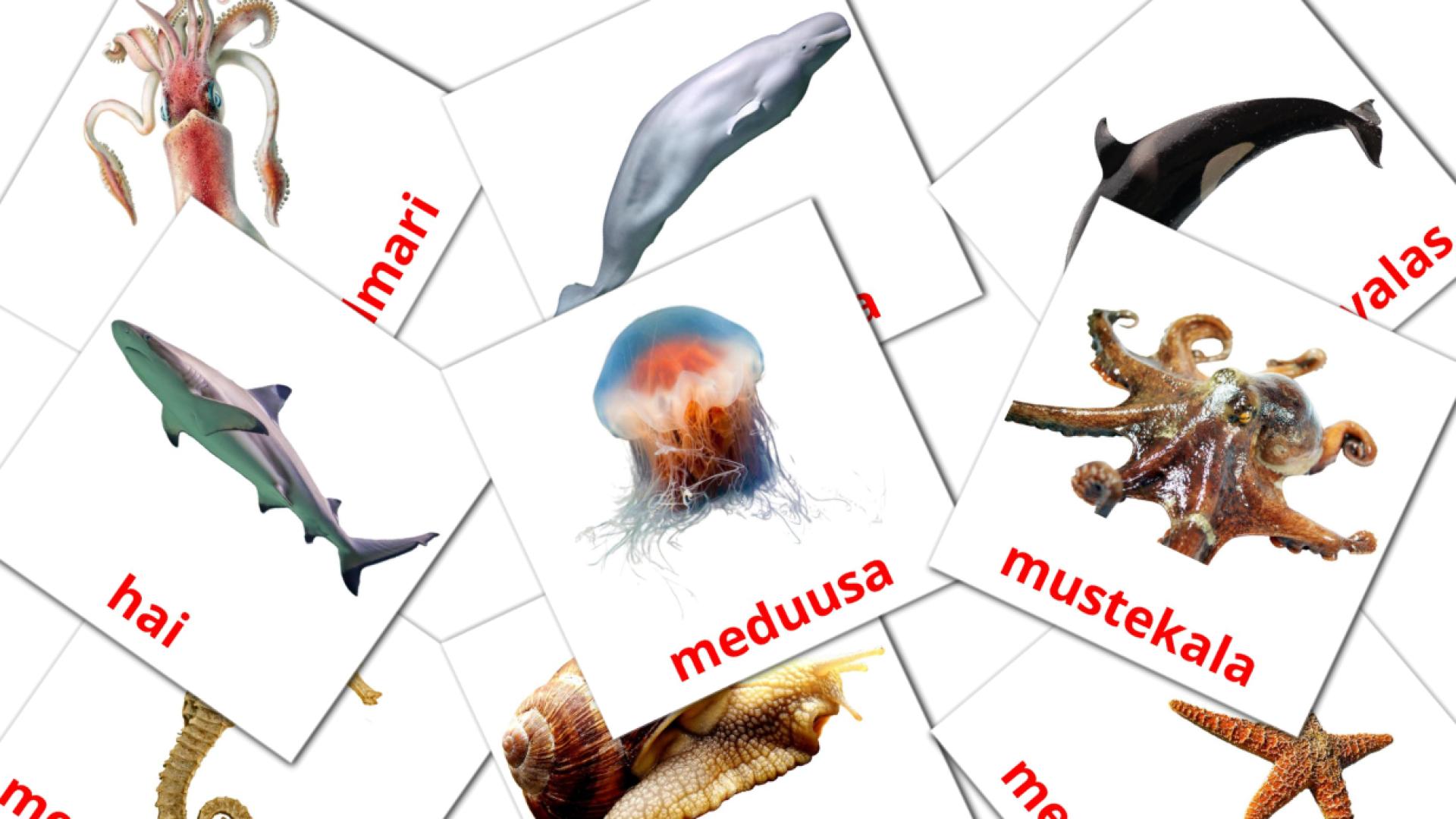 29 Merieläimet flashcards