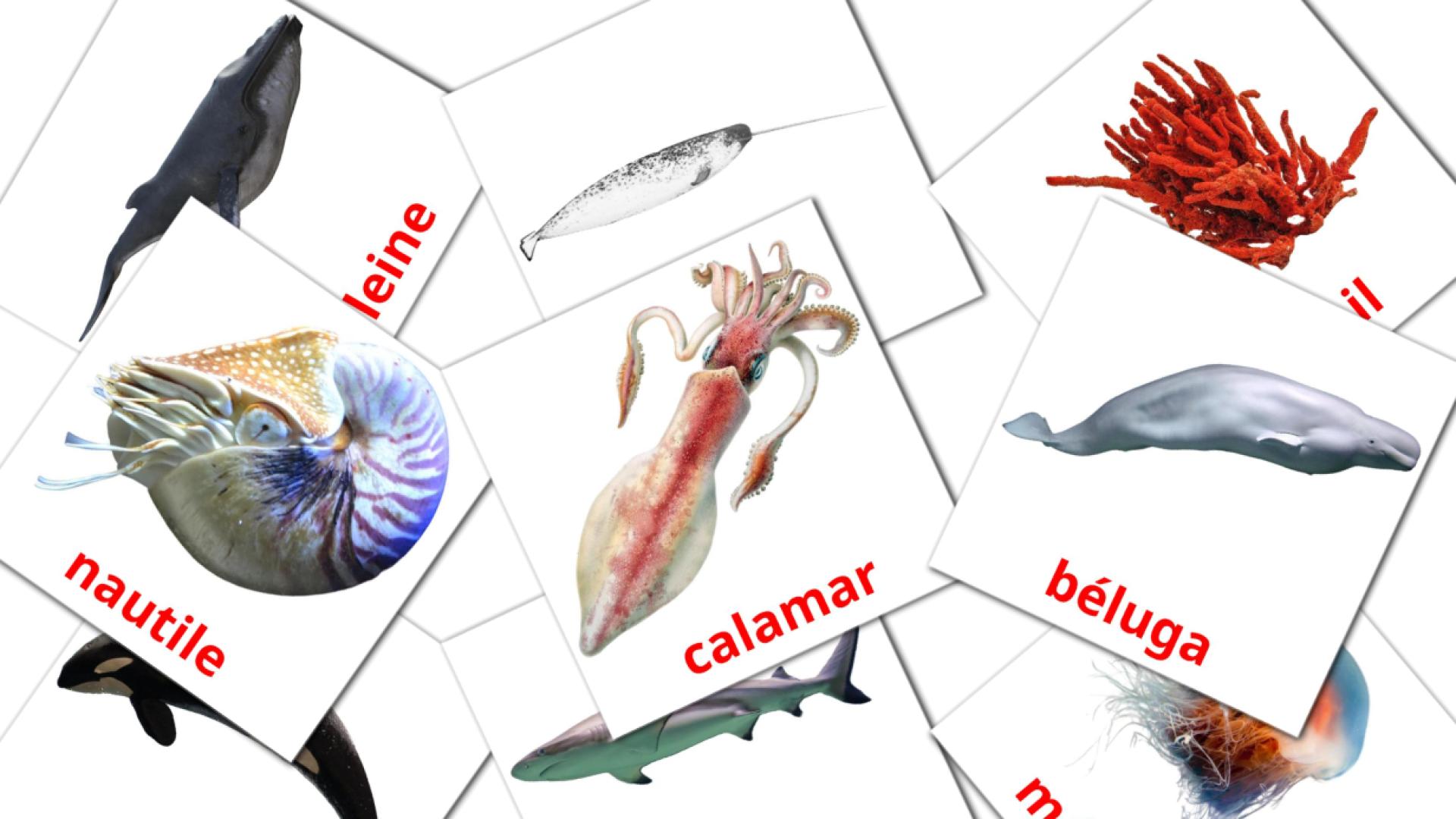 flashcards Les Animaux Marins