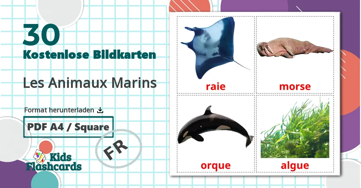 30 Bildkarten für Les Animaux Marins