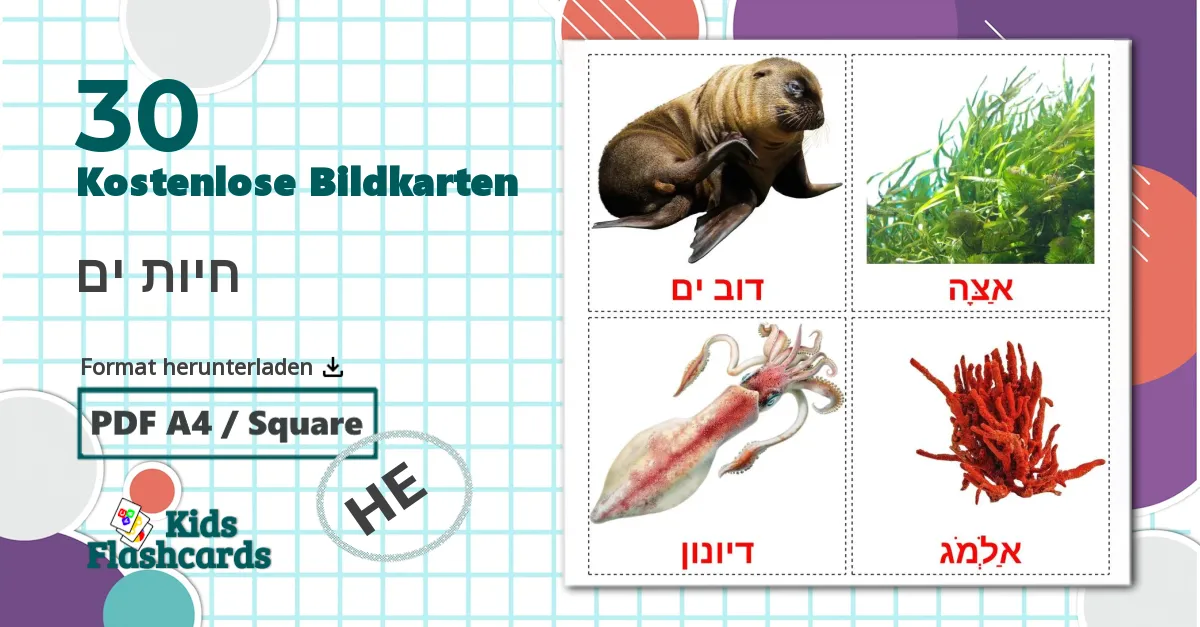 30 Bildkarten für חיות ים