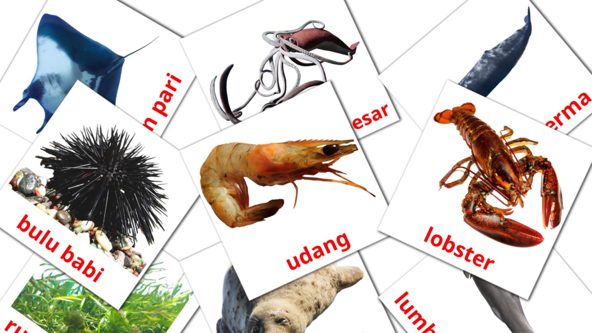 tarjetas didacticas de Binatang Laut