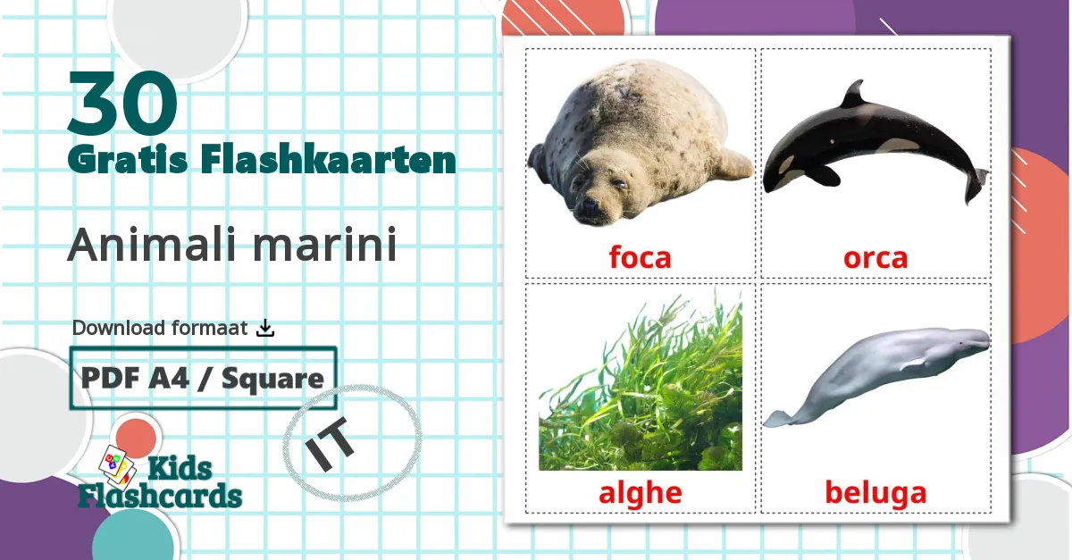 30 Zeedieren flashcards