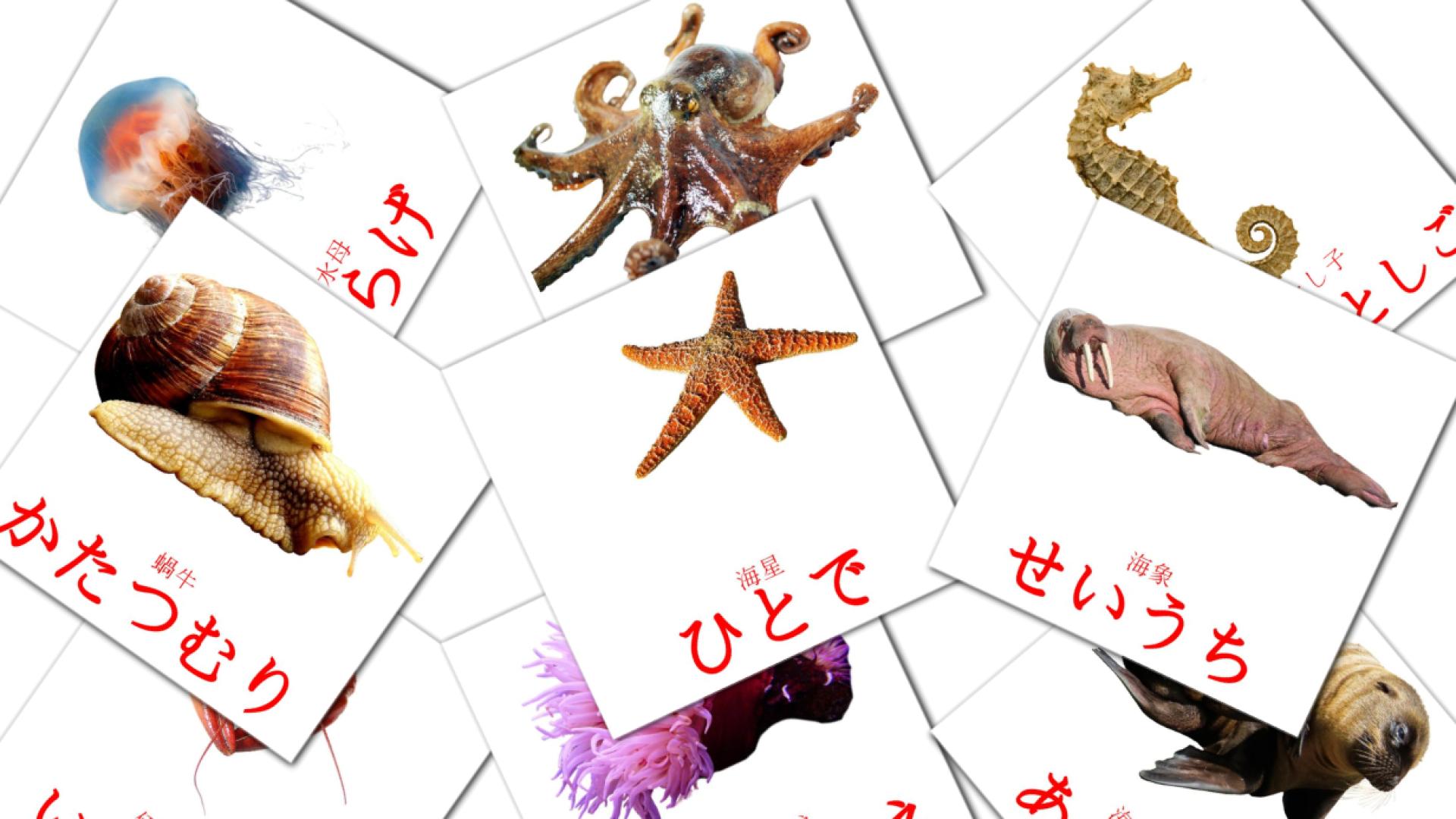 29 魚類 - ぎょるい flashcards