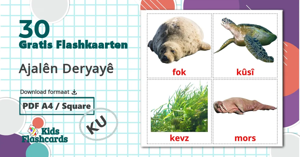 30 Zeedieren flashcards