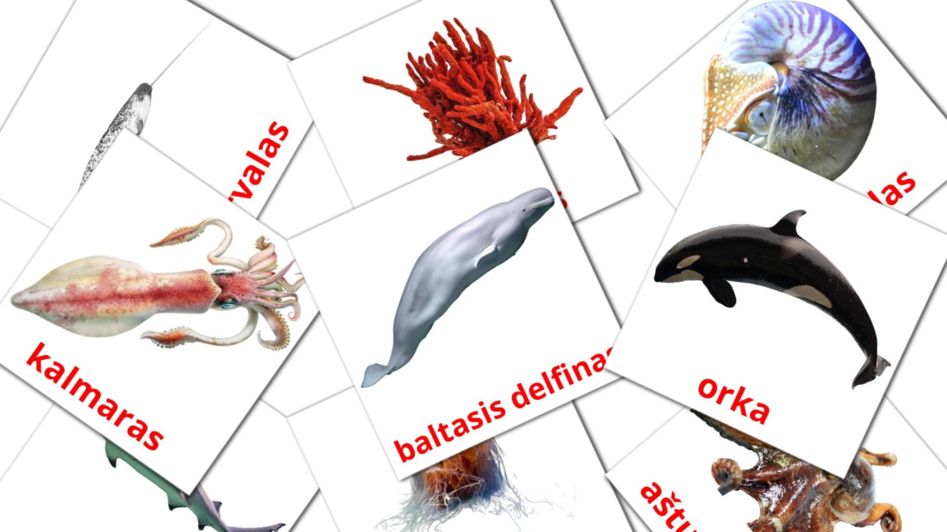 flashcards di Jūros gyvūnai 