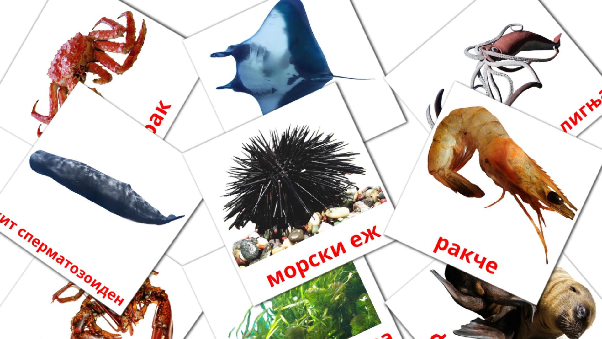 Карточки Домана Морски животни 