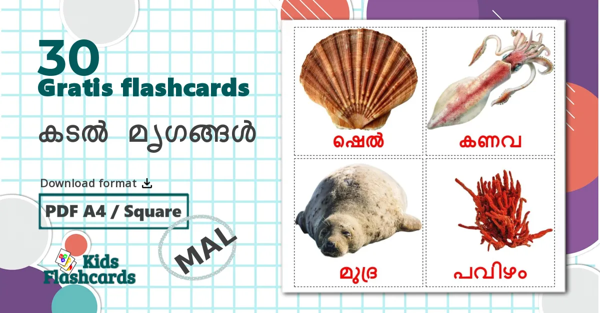 30 കടൽ മൃഗങ്ങൾ billedkort for børn
