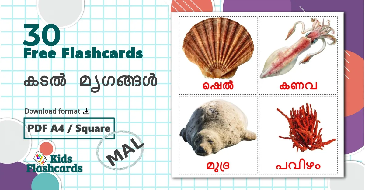 30 കടൽ മൃഗങ്ങൾ flashcards