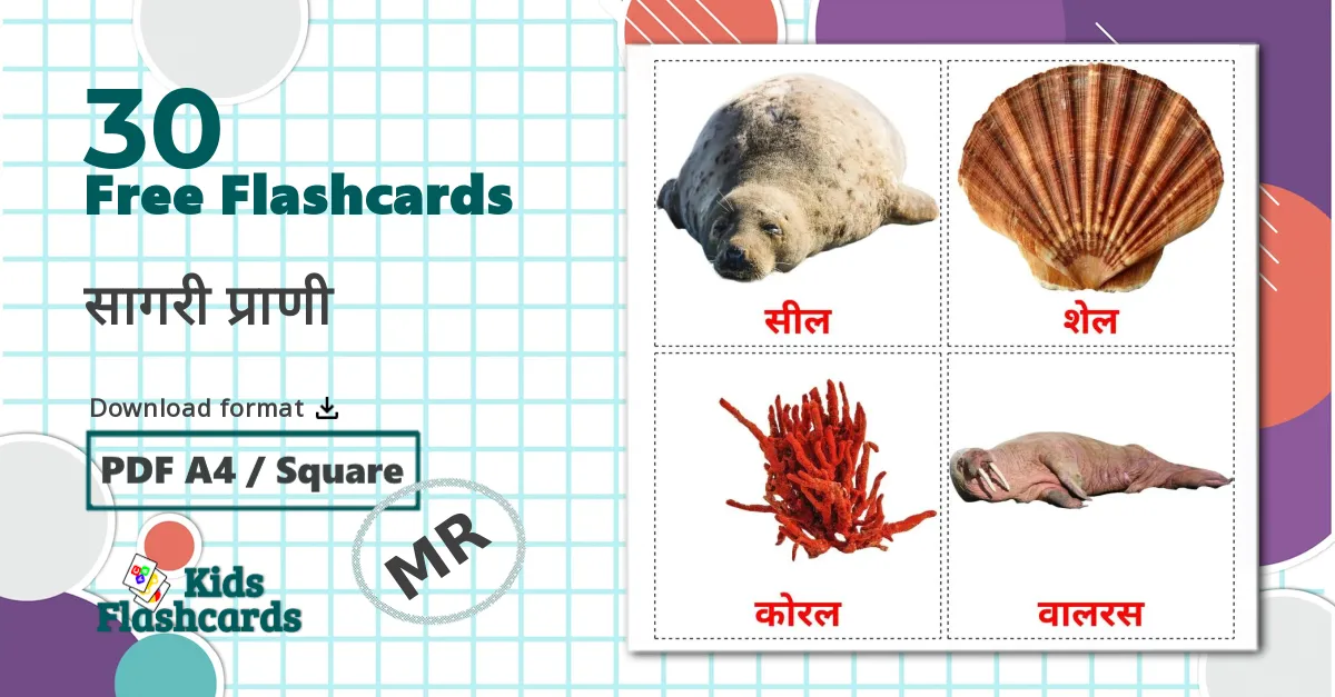 30 Zeedieren flashcards