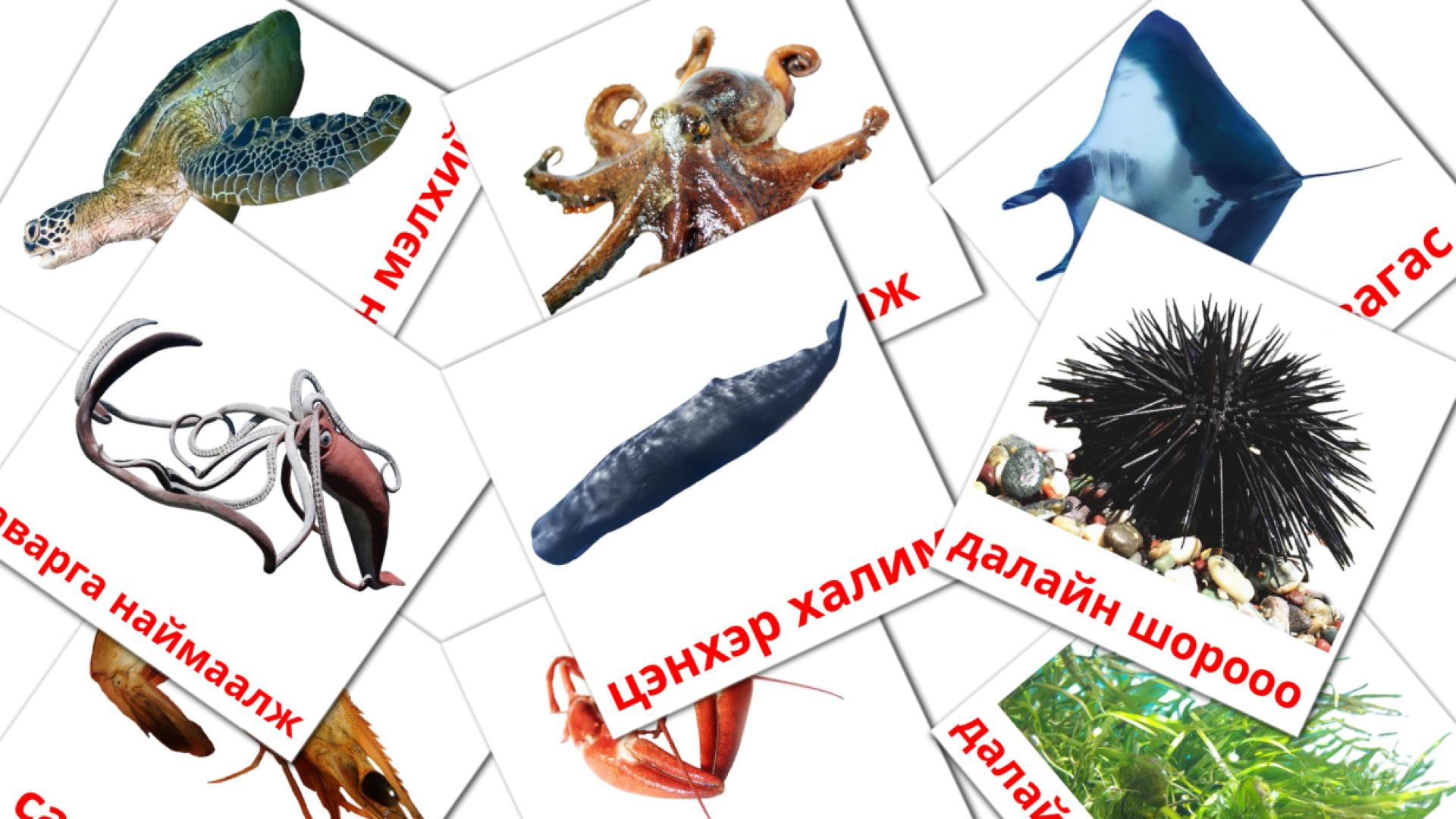 Bildkarten für далайн амьтад