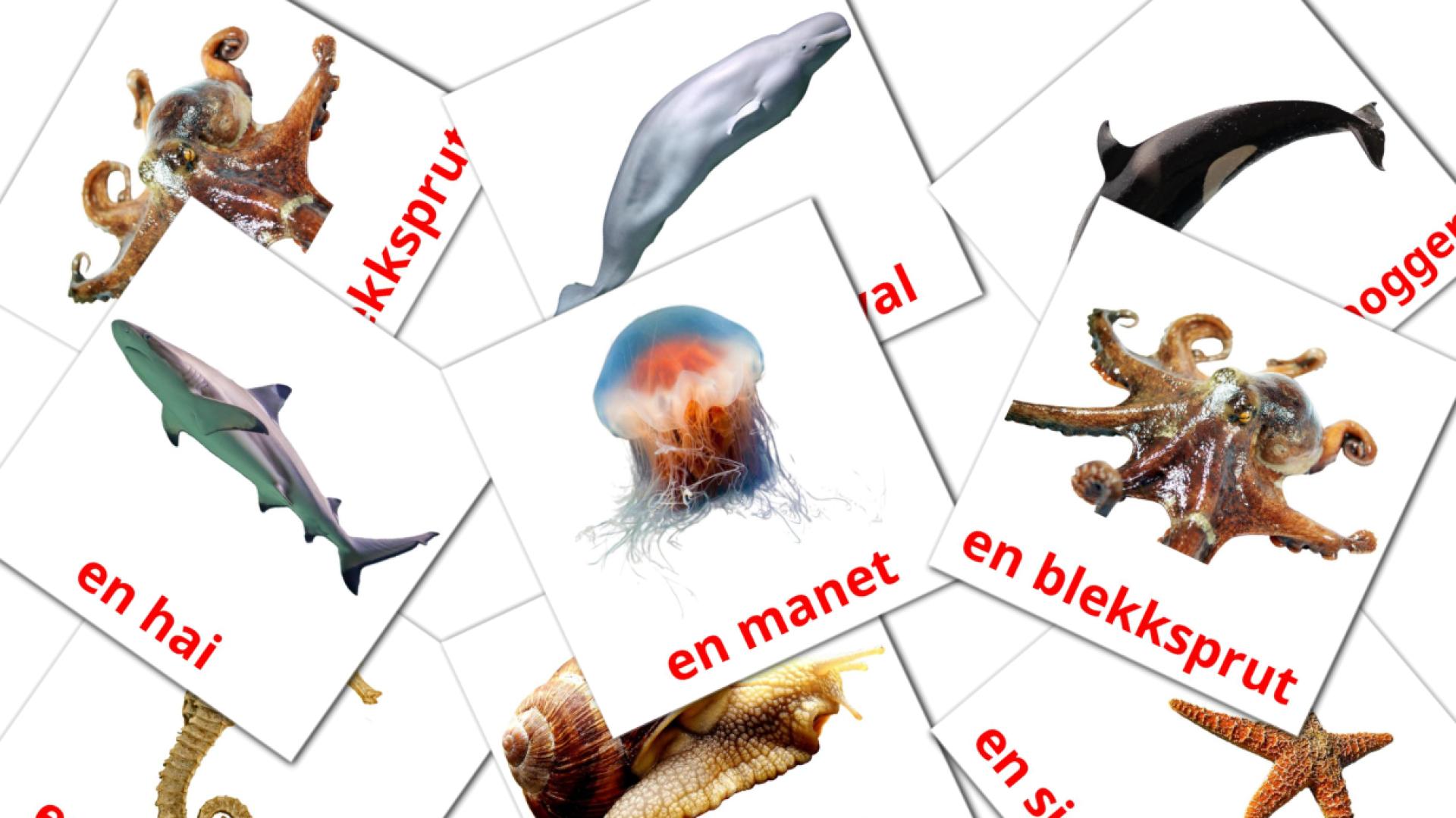 Bildkarten für Sjødyr