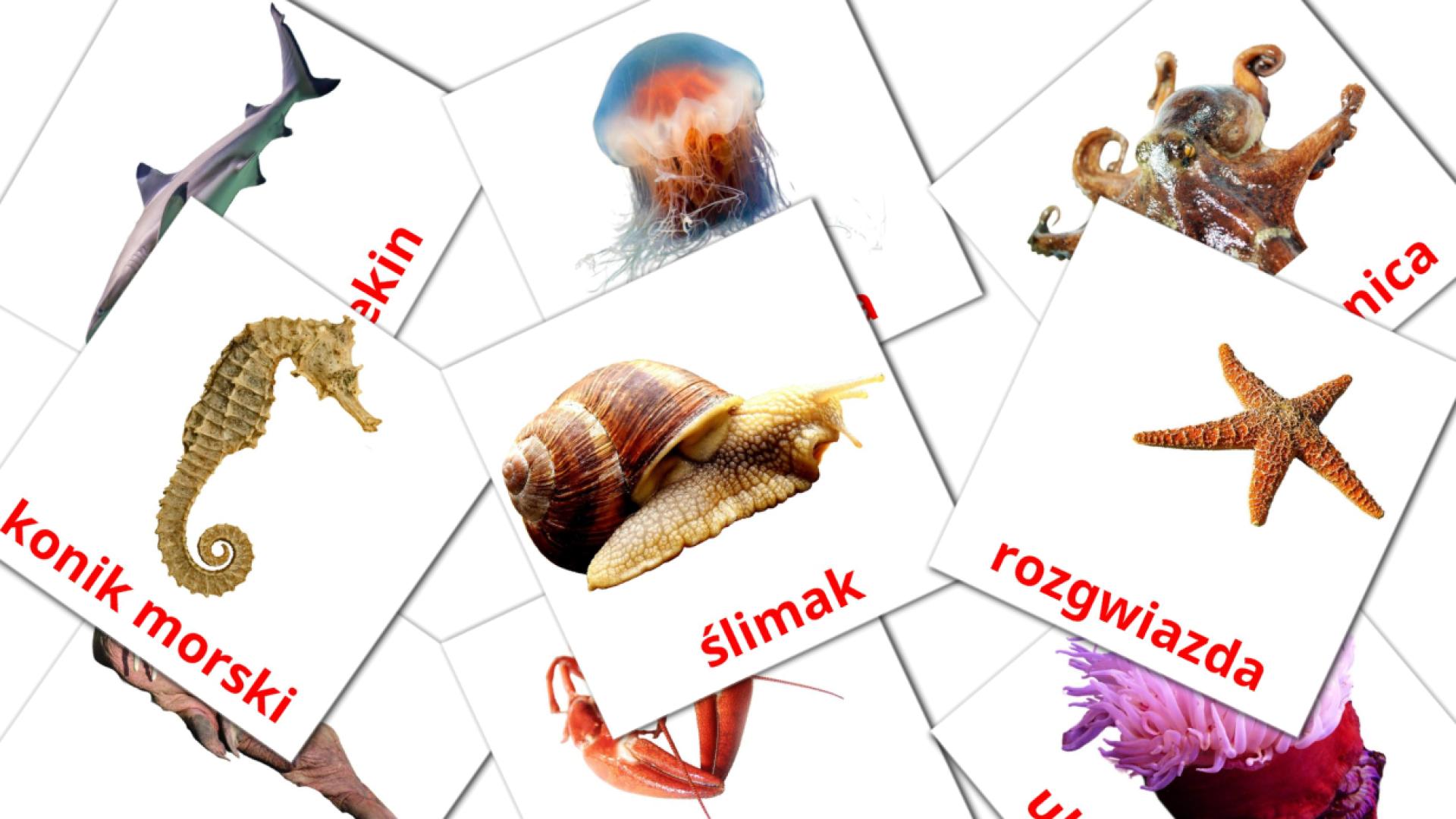flashcards Zwierzęta morskie 