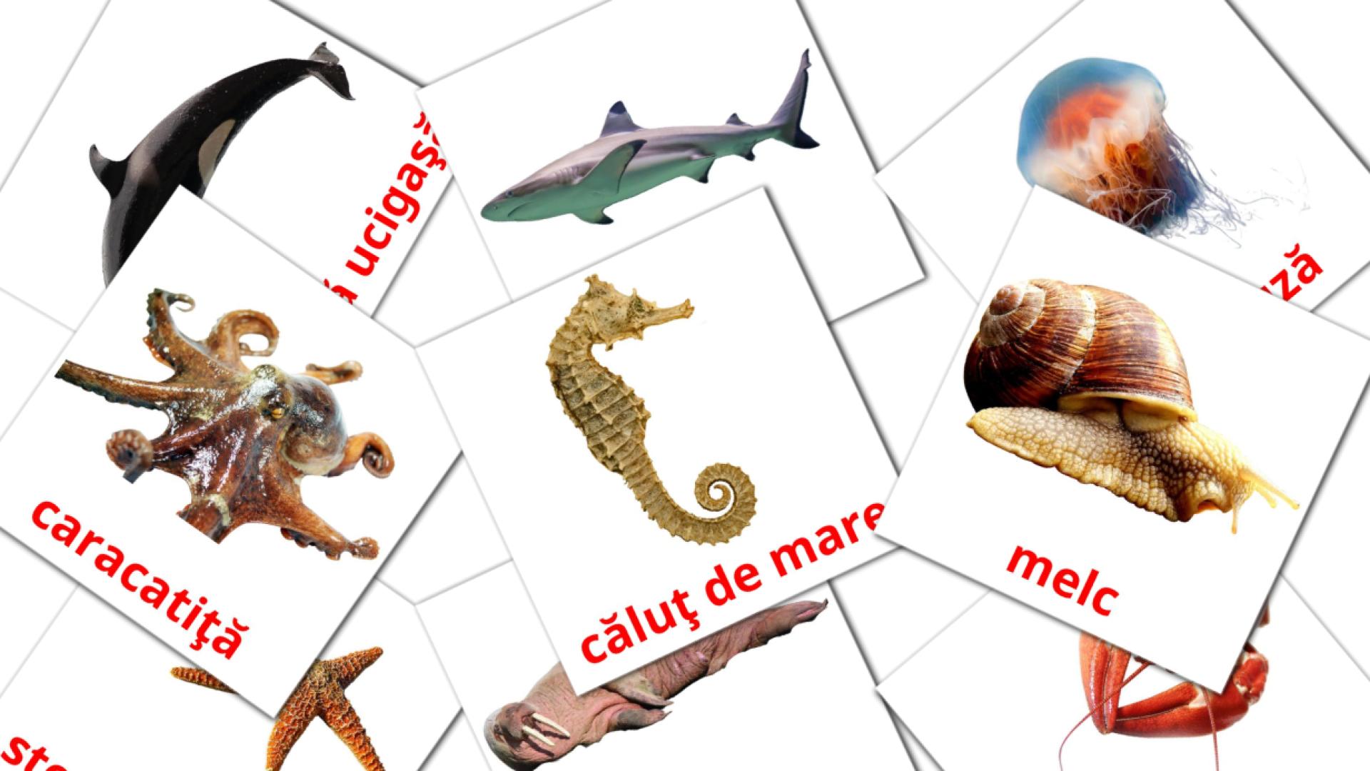 tarjetas didacticas de Animale marine 