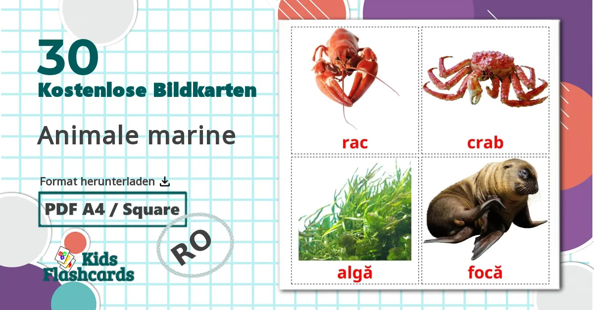 30 Bildkarten für Animale marine