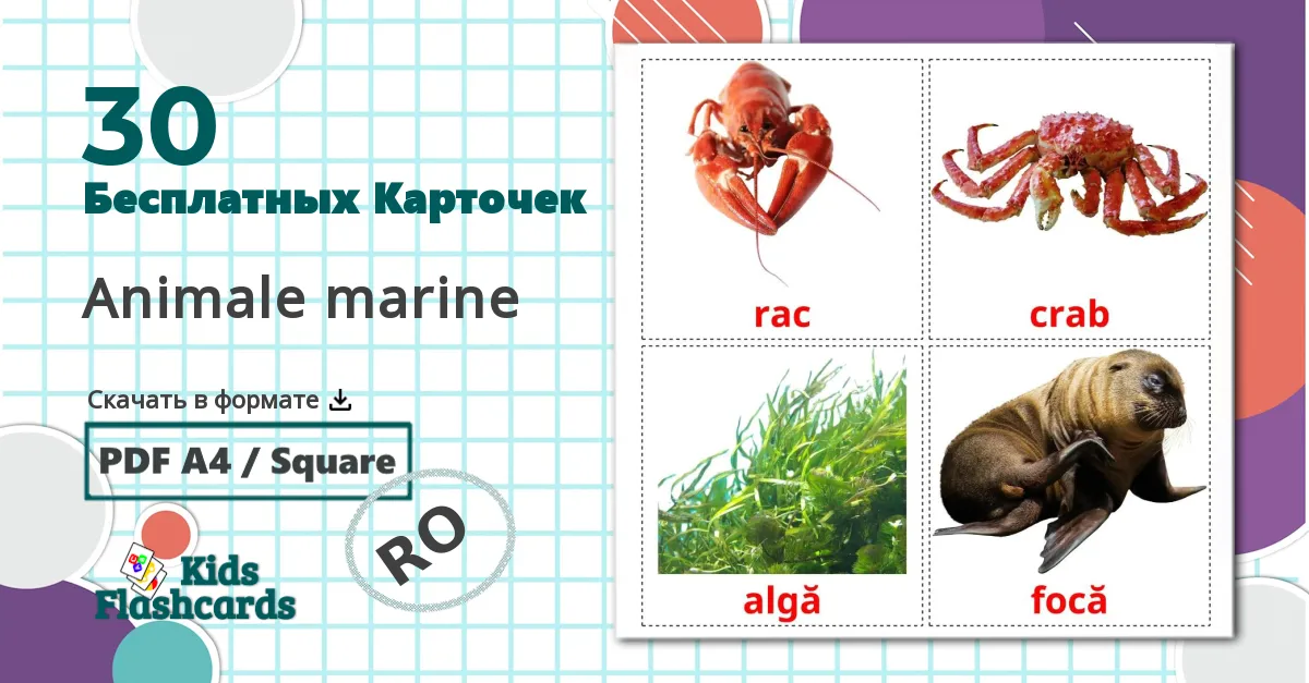 30 Animale marine  flashcards