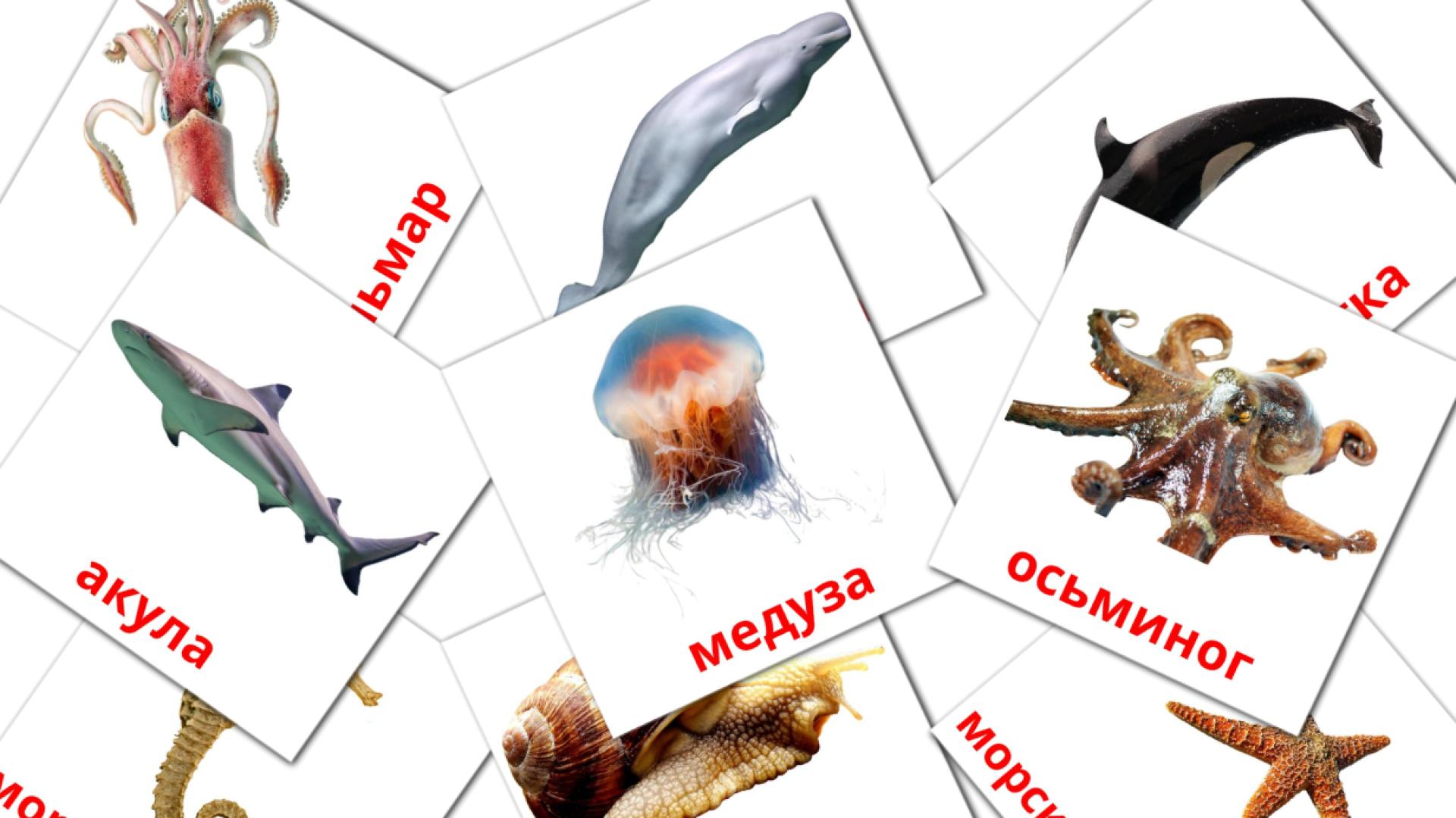 tarjetas didacticas de Морские животные