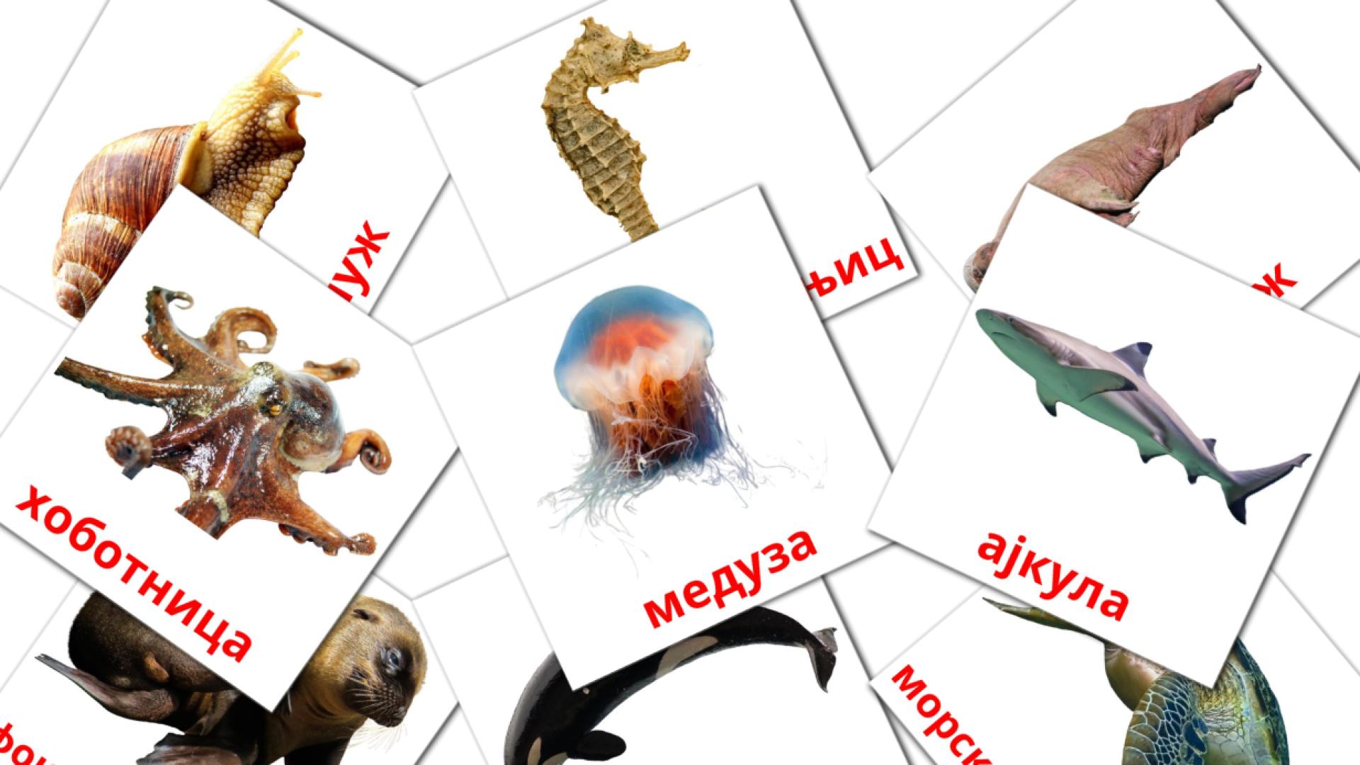 29 Карточки Домана Морске животиње
