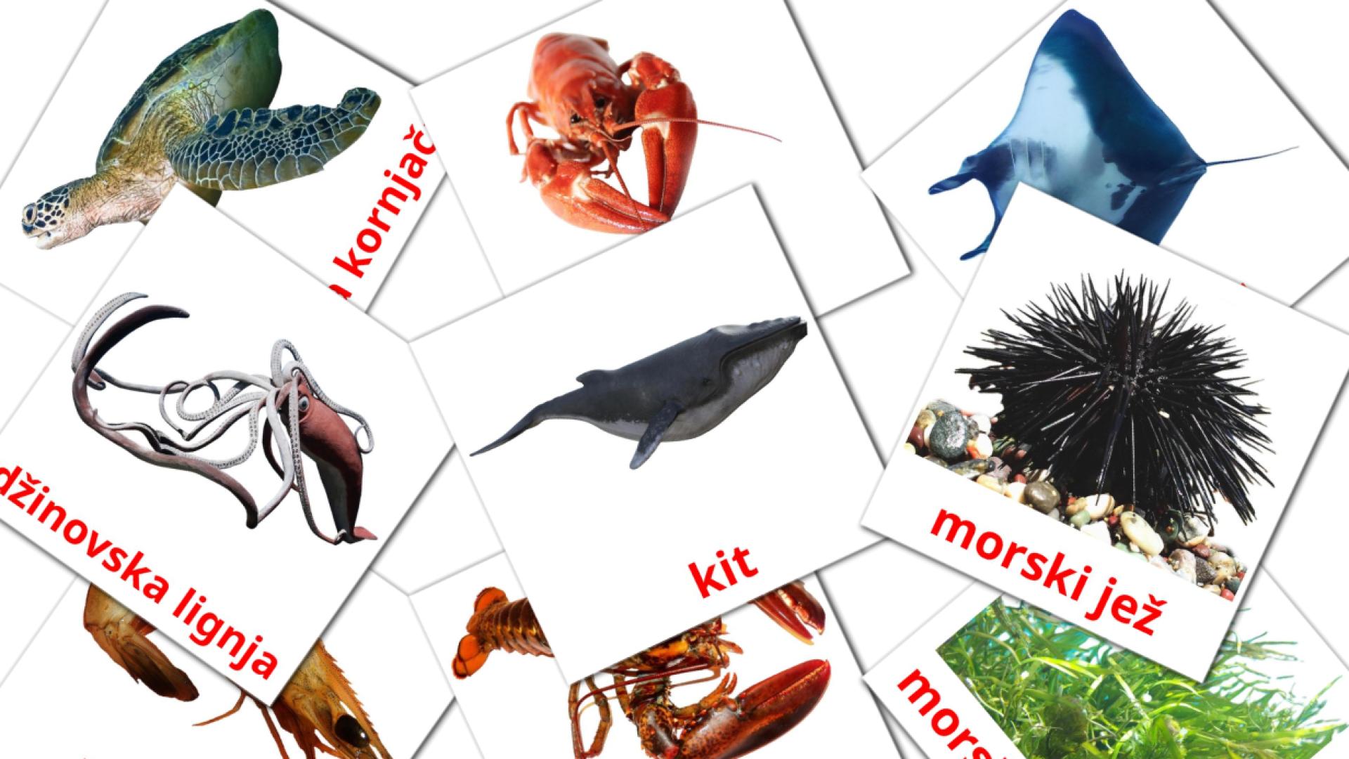 Bildkarten für morske životinje