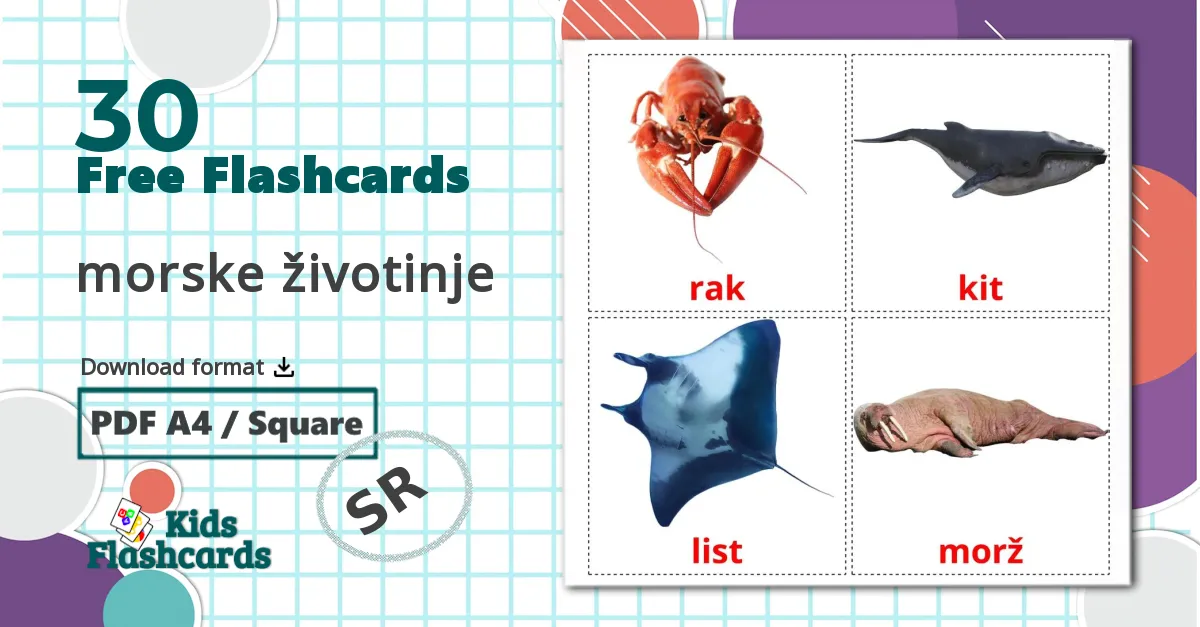 30 morske životinje flashcards