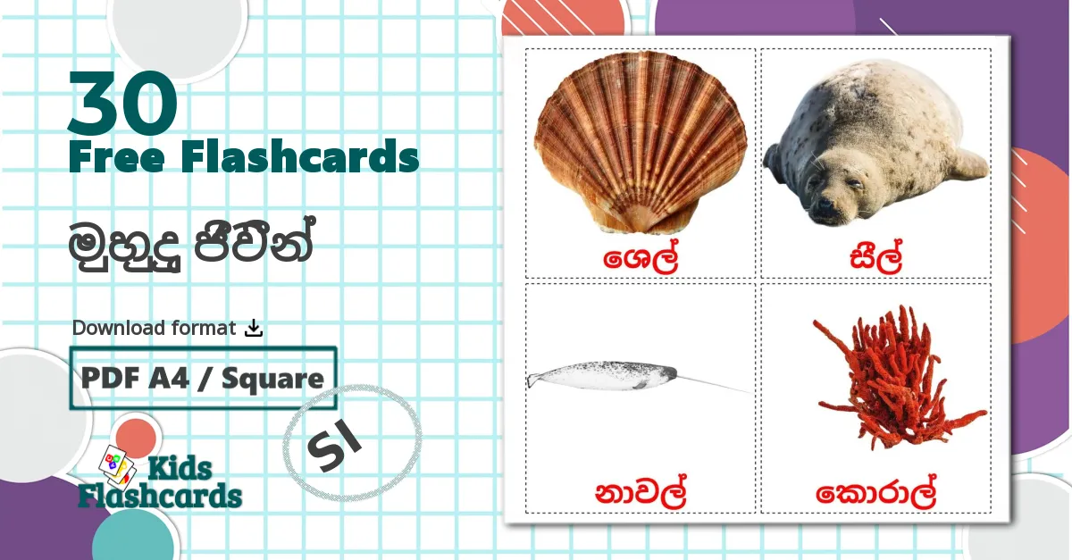 30 මුහුදු ජීවීන් flashcards