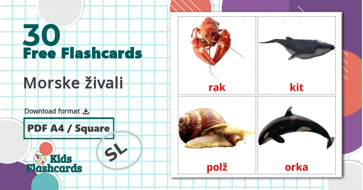 30 Morske živali flashcards