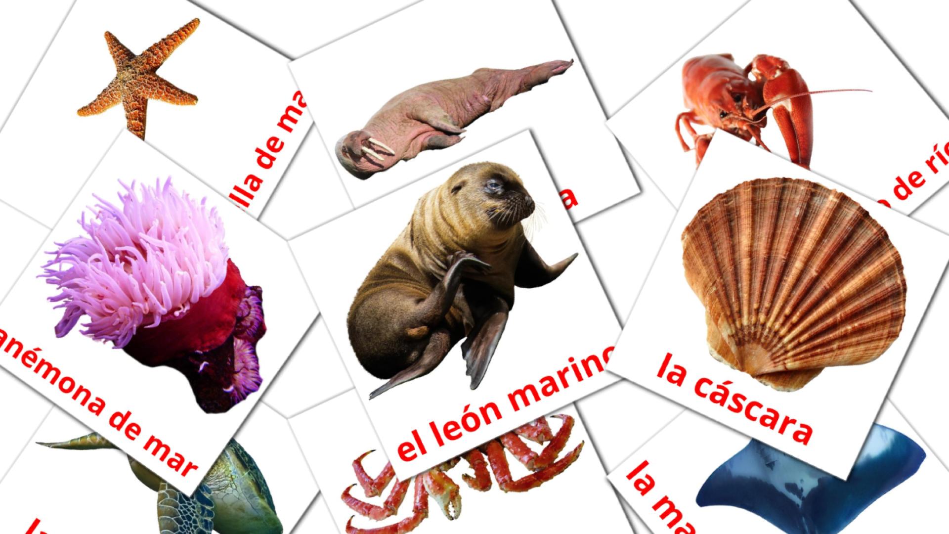Bildkarten für Animales Marinos