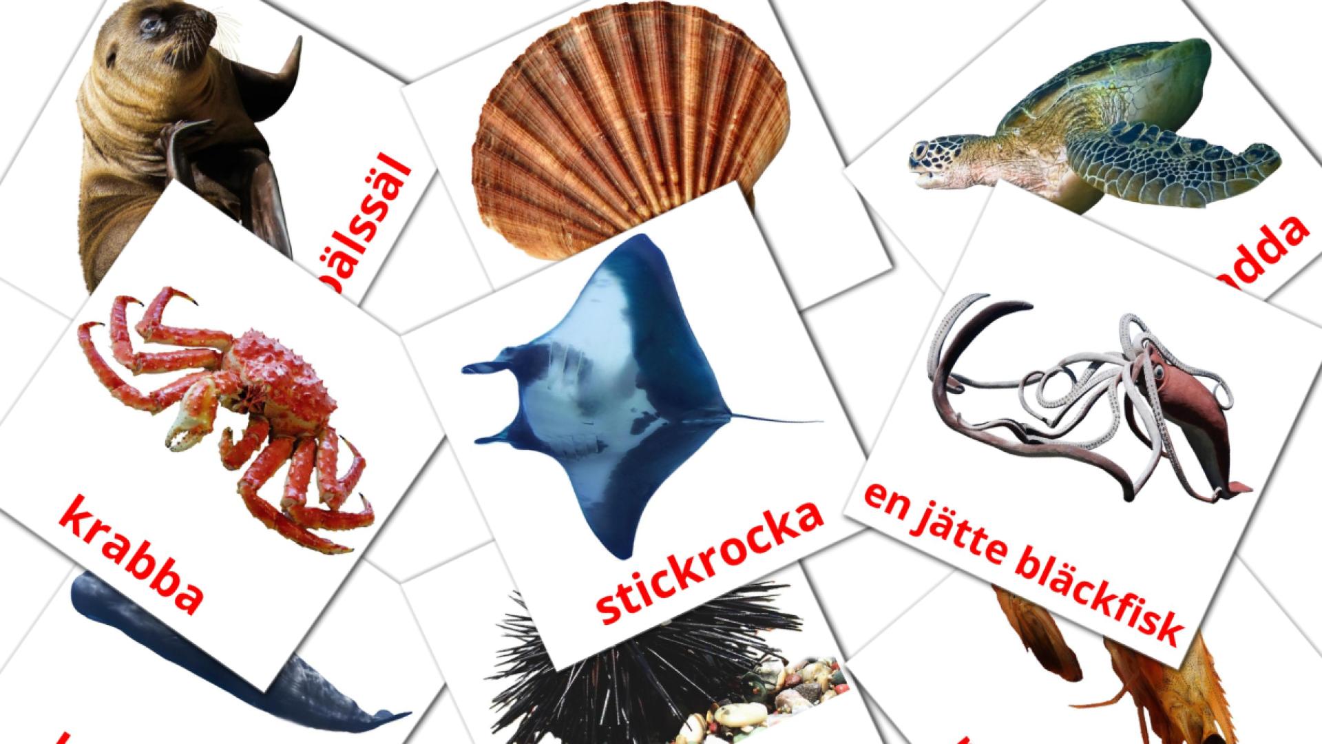 29 Djur från Havet flashcards