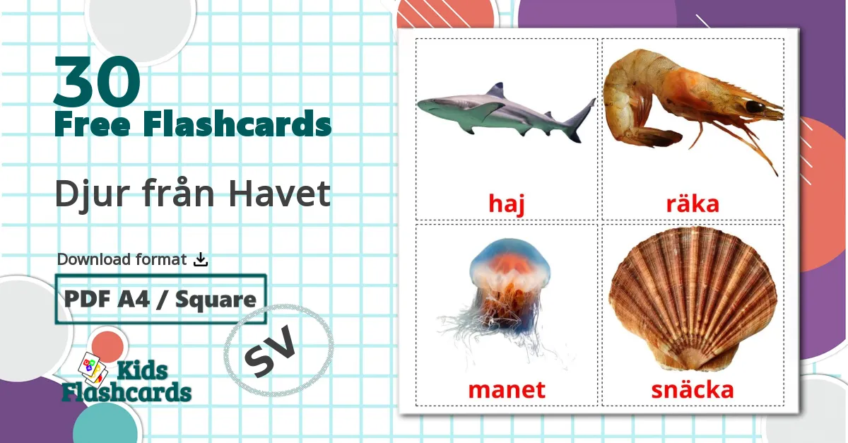 30 Djur från Havet flashcards