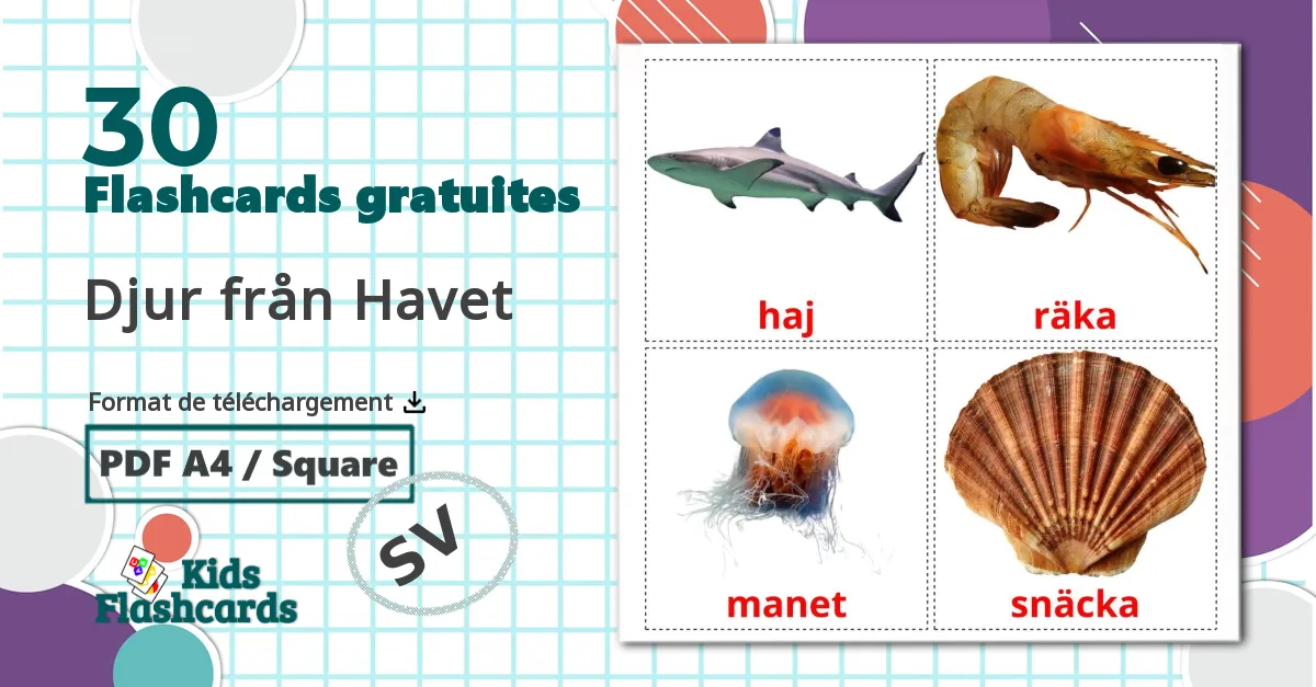 30 Djur från Havet flashcards