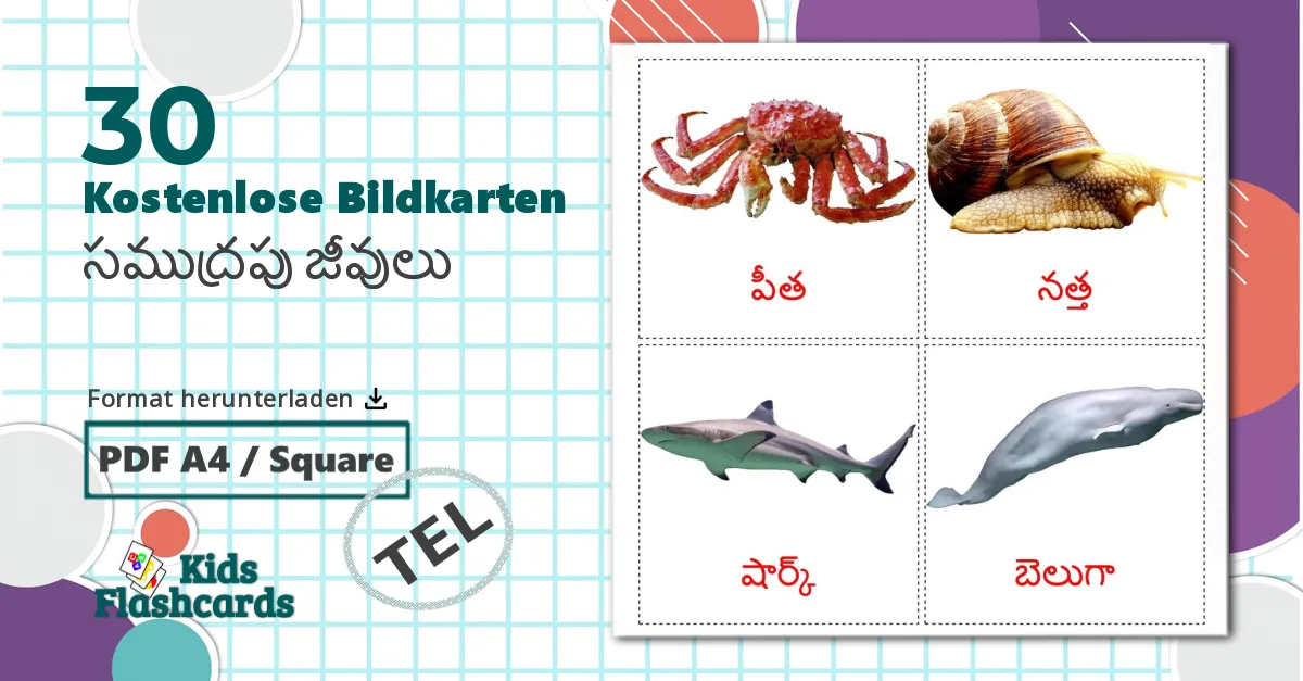 30 Bildkarten für Meerestiere